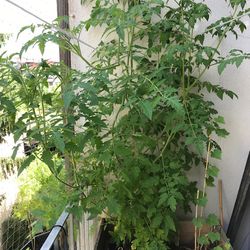 Tomatenpflanze-Basel-ChWenk